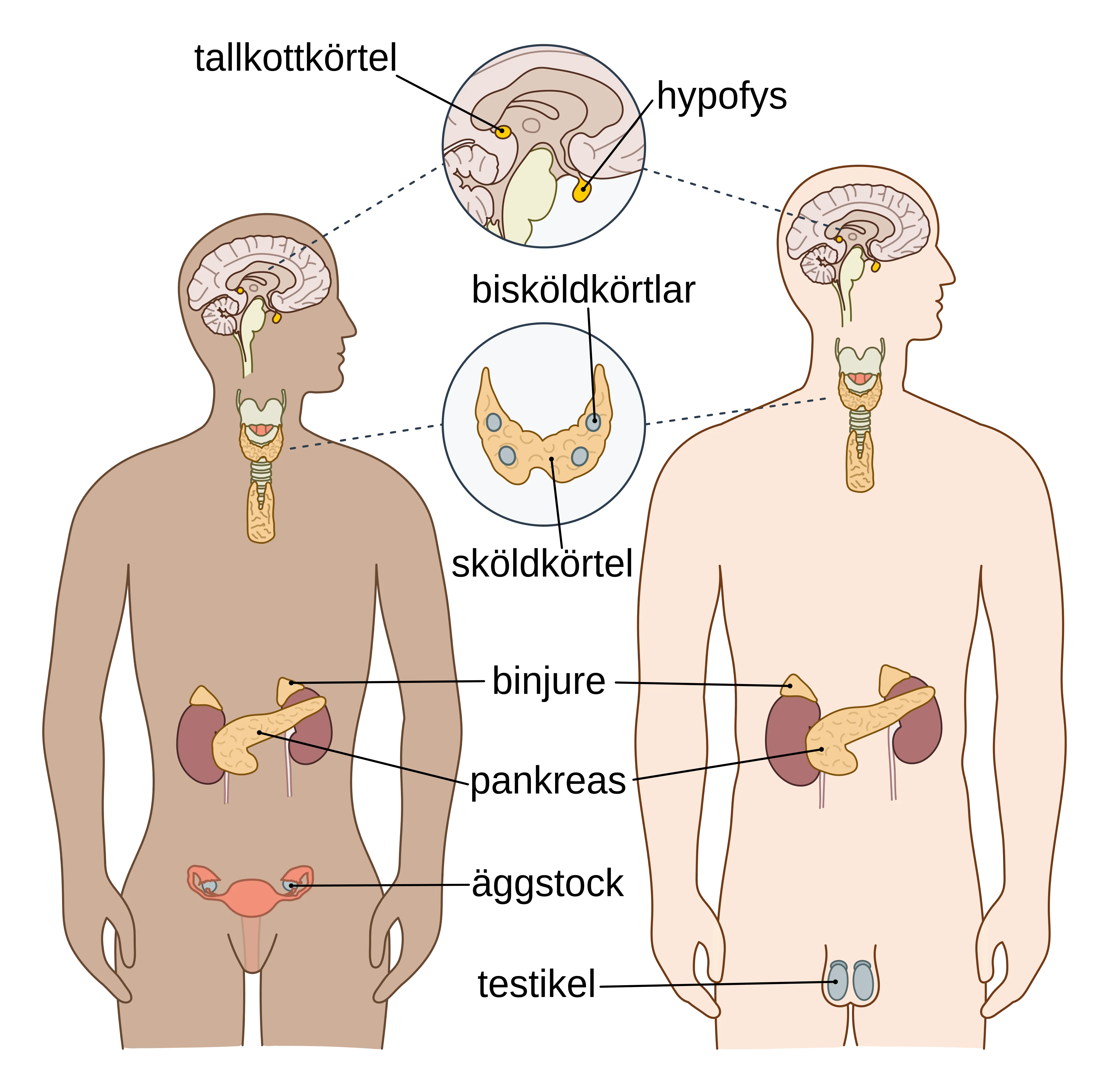 Endokrina organ