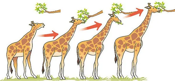 Giraff